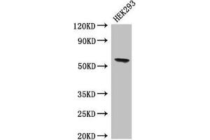 Western Blot Positive WB detected in: HEK293 whole cell lysate All lanes: BPI antibody at 4 μg/mL Secondary Goat polyclonal to rabbit IgG at 1/50000 dilution Predicted band size: 54 kDa Observed band size: 54 kDa (BPI 抗体  (AA 149-362))