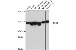 Western blot analysis of extracts of various cell lines, using ENO2 antibody (ABIN7266959) at 1:1000 dilution. (ENO2/NSE 抗体)