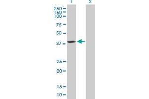 Western Blot analysis of HDAC11 expression in transfected 293T cell line by HDAC11 MaxPab polyclonal antibody. (HDAC11 抗体  (AA 1-347))