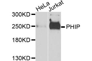 Western blot analysis of extracts of various cell lines, using PHIP antibody. (PHIP 抗体)