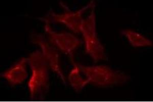ABIN6275079 staining HeLa by IF/ICC. (DNAJB11 抗体  (N-Term))