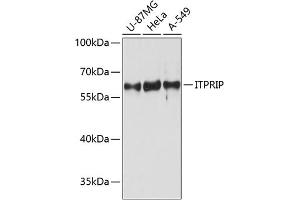 Western blot analysis of extracts of various cell lines, using ITPRIP antibody (ABIN6133416, ABIN6142618, ABIN6142619 and ABIN6215422) at 1:3000 dilution. (ITPRIP 抗体  (AA 101-290))