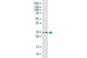 GSTA5 MaxPab polyclonal antibody. (GSTa5 抗体  (AA 1-222))