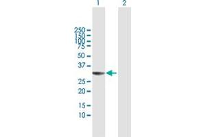 Western Blot analysis of THAP1 expression in transfected 293T cell line by THAP1 MaxPab polyclonal antibody.