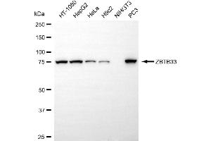 anti-Zinc Finger and BTB Domain Containing 33 (ZBTB33) antibody