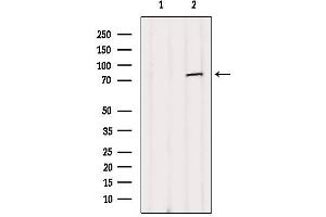 Western Blotting (WB) image for anti-Nuclear Fragile X Mental Retardation Protein Interacting Protein 2 (NUFIP2) (Internal Region) antibody (ABIN6257379)