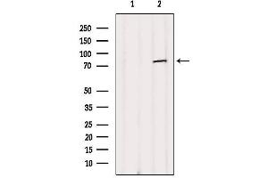 Western blot analysis of extracts from B16F10, using NUFIP2 Antibody. (NUFIP2 抗体  (Internal Region))