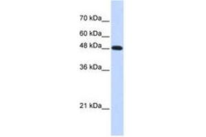Image no. 1 for anti-Polymerase (DNA Directed), mu (POLM) (C-Term) antibody (ABIN6741273) (POLM 抗体  (C-Term))
