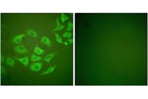 Immunofluorescence analysis of HepG2 cells, using MMP-10 Antibody. (MMP10 抗体  (AA 361-410))