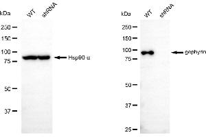 Western blotting analysis using gephyrin antibody (ABIN7798714). (Gephyrin 抗体)