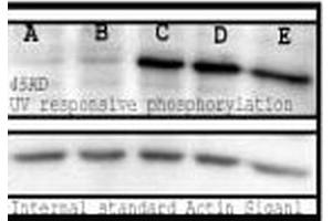 Western blot analysis of Mouse Spleen lysates showing detection of Phosphoserine protein using Rabbit Anti-Phosphoserine Polyclonal Antibody . (Phosphoserine 抗体  (Atto 488))