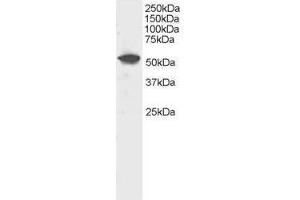 Image no. 1 for anti-Dual Specificity Phosphatase 10 (DUSP10) (C-Term) antibody (ABIN374170) (DUSP10 抗体  (C-Term))