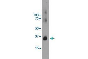 Western blot analysis of bovine retinal extracts using RHO monoclonal antibody, clone B630  at 1:5000 dilution. (Rho-related GTP-binding protein 抗体)