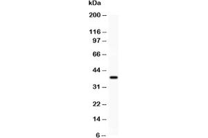 Western blot testing of SIRT1 antibody and recombinant human protein (0. (SIRT1 抗体  (AA 112-311))