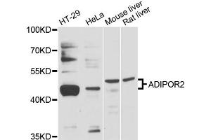 Western blot analysis of extracts of various cell lines, using ADIPOR2 antibody (ABIN6290048) at 1:3000 dilution. (Adiponectin Receptor 2 抗体)