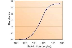 Image no. 3 for anti-Fumarate Hydratase (FH) (Internal Region) antibody (ABIN374767) (FH 抗体  (Internal Region))