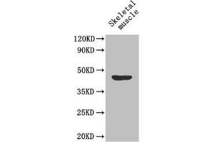 Western Blot Positive WB detected in: Mouse skeletal muscle tissue All lanes: MFGE8 antibody at 1. (MFGE8 抗体  (AA 25-334))
