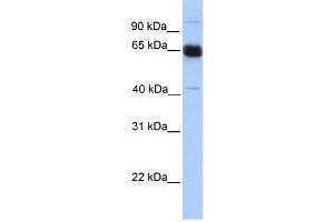 PRKAA1 antibody used at 1 ug/ml to detect target protein. (PRKAA1 抗体  (N-Term))