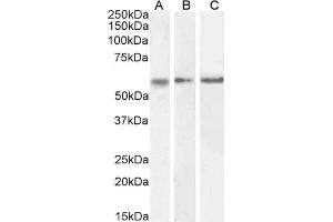 ABIN570984 (0. (CaMKII alpha/beta (Internal Region) 抗体)