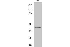 Western Blot analysis of various cells using Cdk7 Polyclonal Antibody.