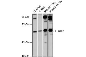 Western blot analysis of extracts of various cell lines, using UFC1 antibody (ABIN6130770, ABIN6149886, ABIN6149887 and ABIN6217098) at 1:3000 dilution. (UFC1 抗体  (AA 1-167))