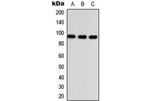 Western blot analysis of TGFBR3 expression in HEK293T (A), Raw264. (TGFBR3 抗体  (Center))