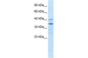 Western Blotting (WB) image for anti-Proline Rich 7 (Synaptic) (PRR7) antibody (ABIN2461035) (PRR7 抗体)
