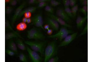 Immunofluorescence staining of methanol-fixed Hela cells using c-Jun(Phospho-Thr239) Antibody. (C-JUN 抗体  (pThr239))