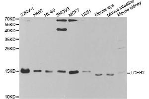 Western blot analysis of extracts of various cell lines, using TCEB2 antibody (ABIN5973098) at 1/1000 dilution. (TCEB2 抗体)