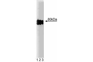 Western blot analysis of CLA-1 on a HeLa cell lysate (Human cervical epitheloid carcinoma, ATCC CCL-2.