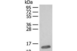 Western blot analysis of Mouse heart tissue lysate using FABP4 Polyclonal Antibody at dilution of 1:400 (FABP4 抗体)