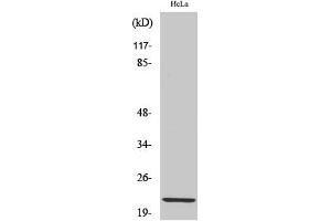 Western Blot analysis of various cells using Claudin-1 Polyclonal Antibody diluted at 1:1000.