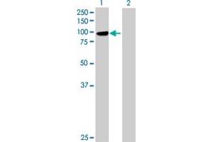 Western Blot analysis of PCDHGB1 expression in transfected 293T cell line by PCDHGB1 MaxPab polyclonal antibody. (PCDHGB1 抗体  (AA 1-810))