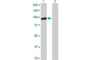 Western Blot analysis of PCDHGA5 expression in transfected 293T cell line by PCDHGA5 monoclonal antibody (M01), clone 5H5. (PCDHGA5 抗体  (AA 205-304))