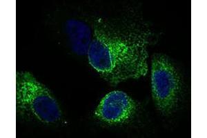 Immunofluorescence analysis of Hela cells using CLGN mouse mAb (green). (Calmegin 抗体  (AA 249-405))
