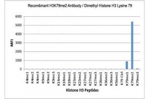 The recombinant H3K79me2 antibody specifically reacts to Histone H3 dimethylated at Lysine 79 (K79me2).
