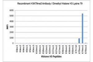 The recombinant H3K79me2 antibody specifically reacts to Histone H3 dimethylated at Lysine 79 (K79me2). (Recombinant Histone 3 抗体  (2meLys79))
