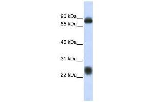 Tetraspanin 8 antibody used at 1 ug/ml to detect target protein. (Tspan-8 抗体  (Middle Region))