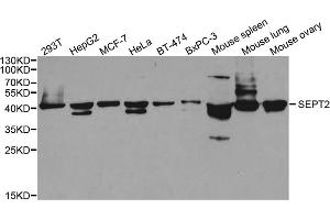 Western blot analysis of extracts of various cell lines, using SEPT2 antibody (ABIN5973418) at 1/1000 dilution. (Septin 2 抗体)