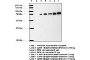 Image no. 1 for anti-Prostaglandin-Endoperoxide Synthase 2 (Prostaglandin G/H Synthase and Cyclooxygenase) (PTGS2) (AA 570-598) antibody (ABIN1100904)