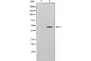 Western blot analysis of Caspase 9 phosphorylation expression in TNF treated HeLa whole cell lysates,The lane on the left is treated with the antigen-specific peptide. (Caspase 9 抗体  (pThr125))