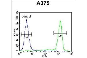 TCPR1 Antibody (N-term) (ABIN390828 and ABIN2841056) flow cytometric analysis of  cells (right histogram) compared to a negative control cell (left histogram). (TECPR1 抗体  (N-Term))