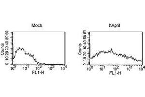 Image no. 3 for anti-Tumor Necrosis Factor (Ligand) Superfamily, Member 13 (TNFSF13) antibody (ABIN187284) (TNFSF13 抗体)