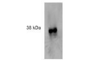 Image no. 3 for anti-Formyl Peptide Receptor 2 (FPR2) antibody (ABIN329919) (FPR2 抗体)