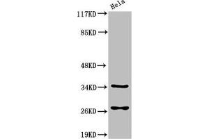 Western Blot analysis of HeLa cells using Cleaved-Caspase-6 p18 (D162) Polyclonal Antibody (Caspase 6 抗体  (Cleaved-Asp162))