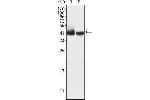 Western blot analysis using KLF15 mouse mAb against HepG2 (1) and SMMC-7721 (2) cell lysate. (KLF15 抗体)