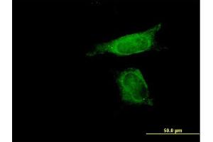 Immunofluorescence of purified MaxPab antibody to SENP8 on HeLa cell. (SENP8 抗体  (AA 1-212))