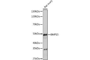 Western blot analysis of extracts of Rat ovary, using BMP15 Rabbit mAb (ABIN7265896) at 1:1000 dilution. (BMP15 抗体)