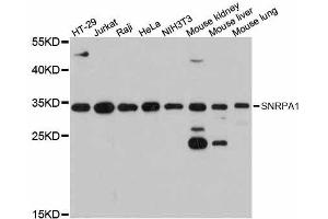Western blot analysis of extracts of various cell lines, using SNRPA1 antibody. (SNRPA1 抗体  (AA 1-220))