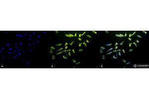 Immunocytochemistry/Immunofluorescence analysis using Mouse Anti-Hsc70 (Hsp73) Monoclonal Antibody, Clone 1F2-H5 . (Hsc70 抗体  (FITC))